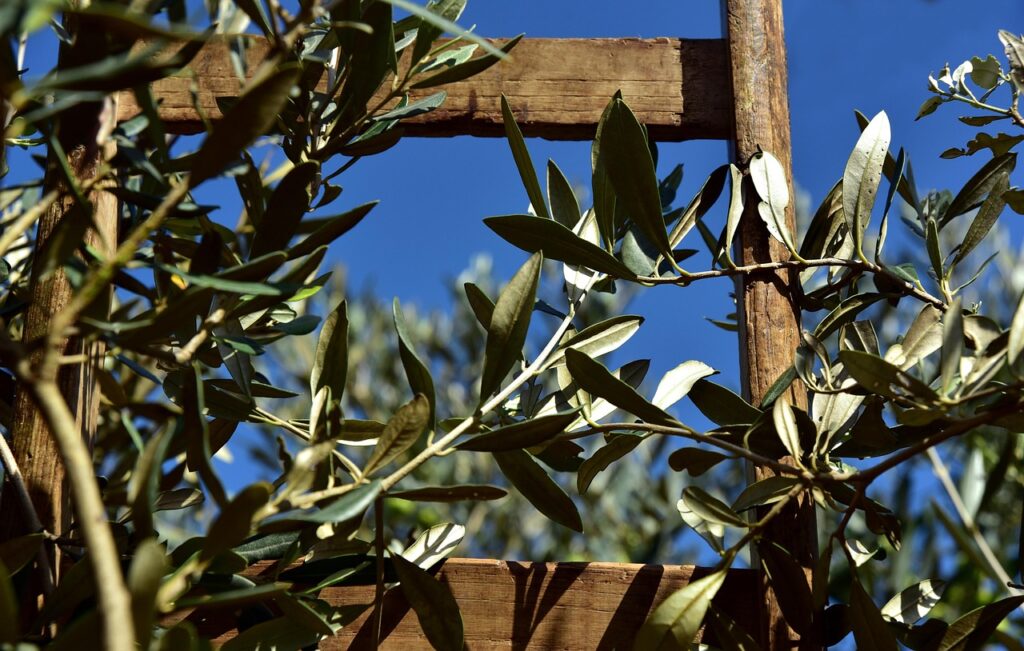 wooden ladder, rung, olive tree, olive branch, olive leaves, olive harvest, agriculture, pick, rise, climb up, wood, olive tree, olive tree, olive tree, olive tree, olive tree, olive branch